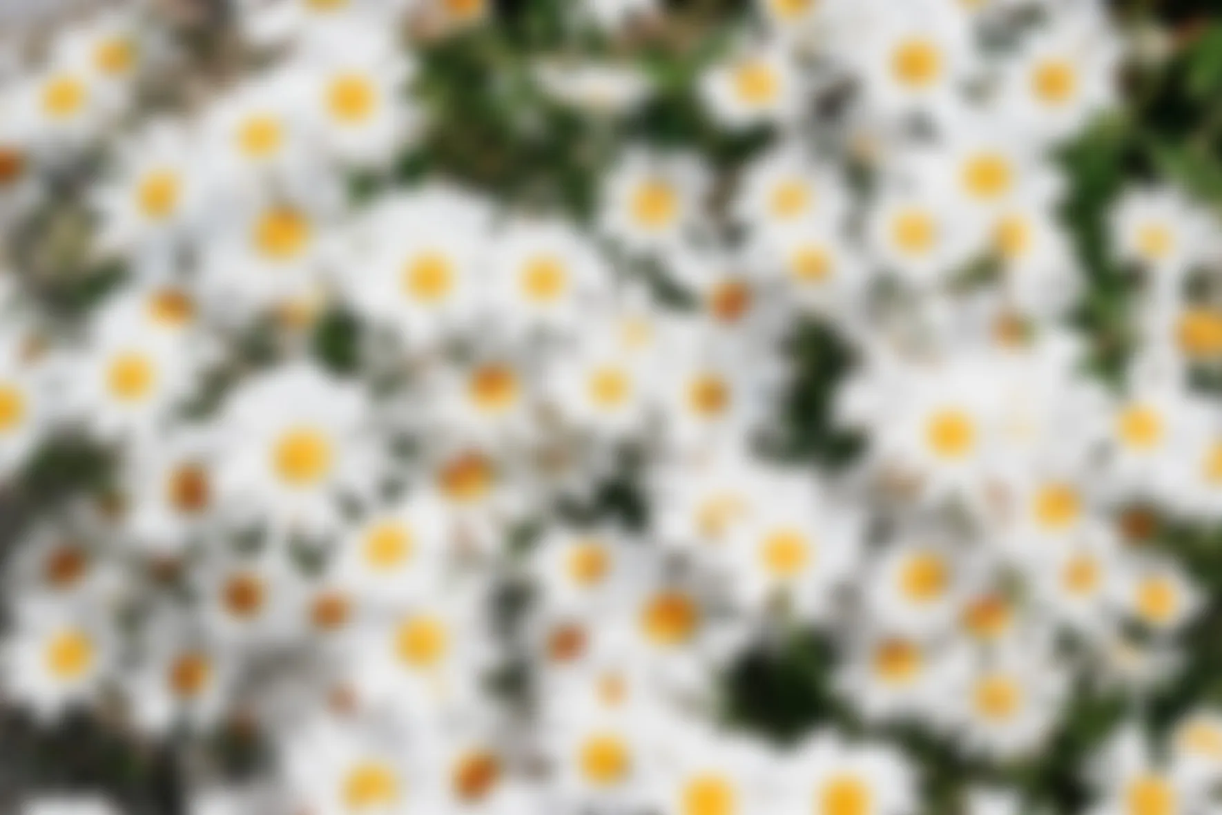 Daisy blurred