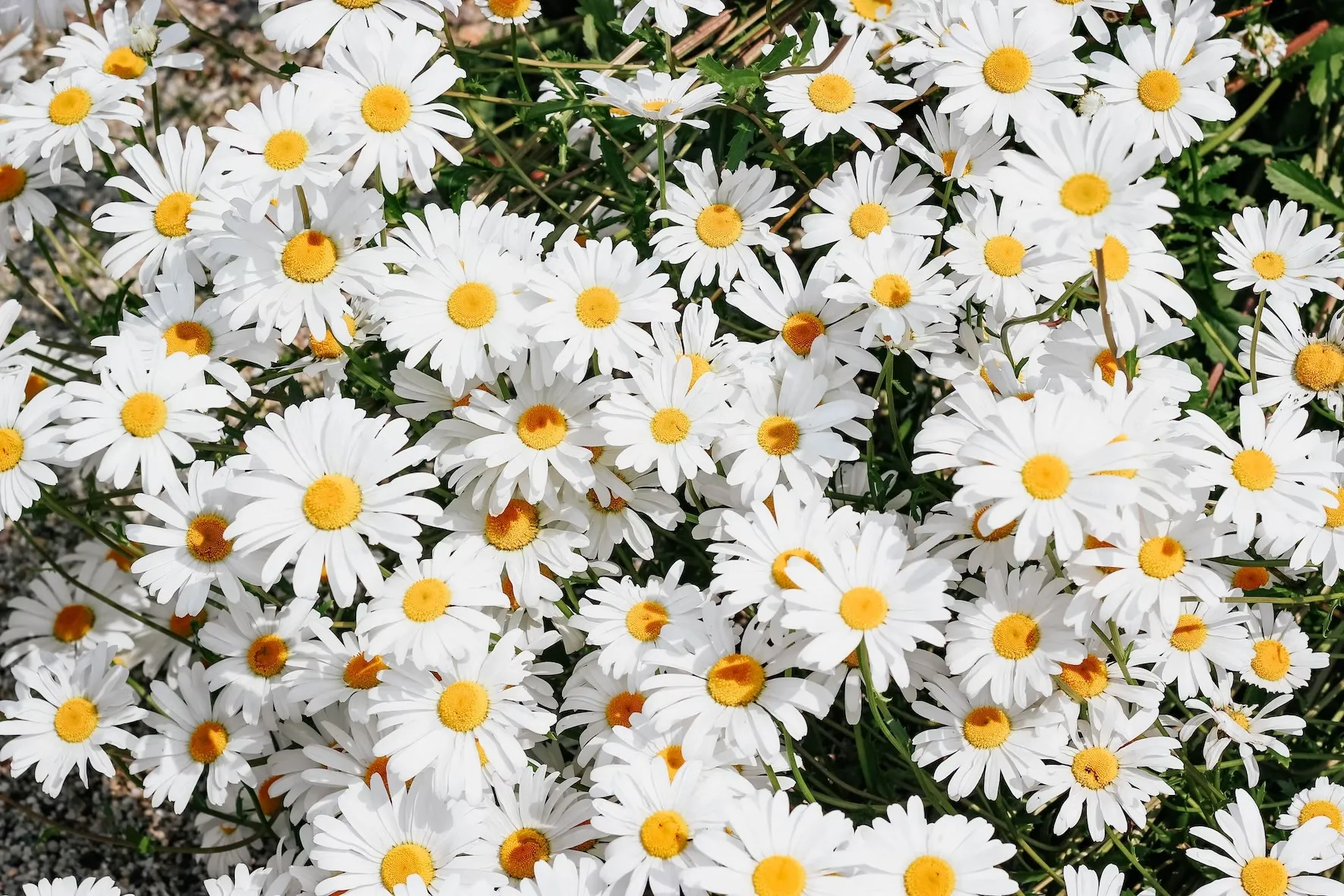 Daisy clear